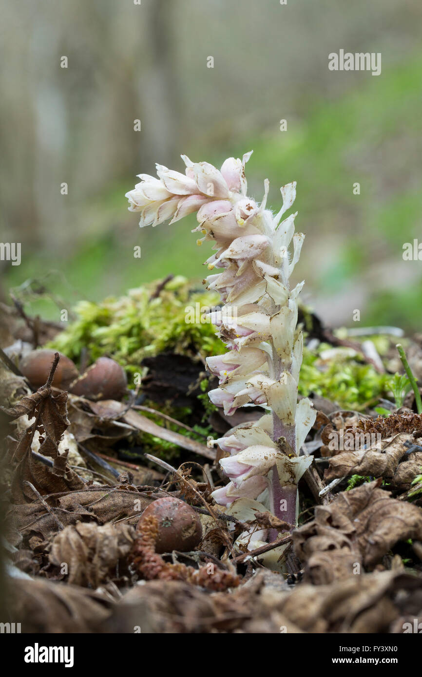 Toothwort, Lathraea squamaria, growing as a parasite on Hazel, Corylus.  Orobanchaceae.  Also grows on Ash, Elm, Beech, Alder. Stock Photo