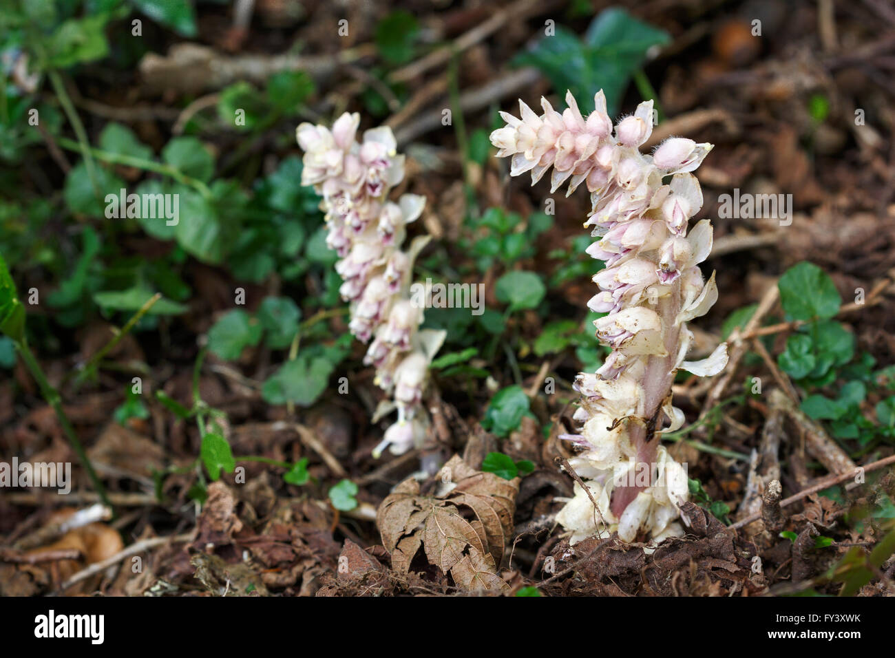 Toothwort, Lathraea squamaria, growing as a parasite on Hazel, Corylus.  Orobanchaceae.  Also grows on Ash, Elm, Beech, Alder, Stock Photo