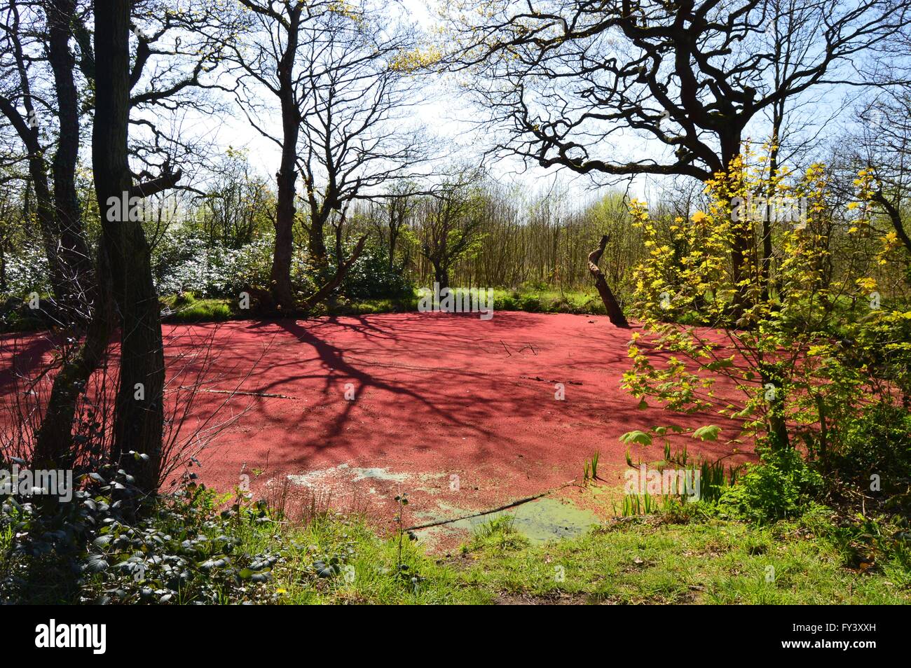 Red azolla (mosquito fern) on a pond in the UK. Azolla is a unique plant that can help reduce man-made climate change. Stock Photo