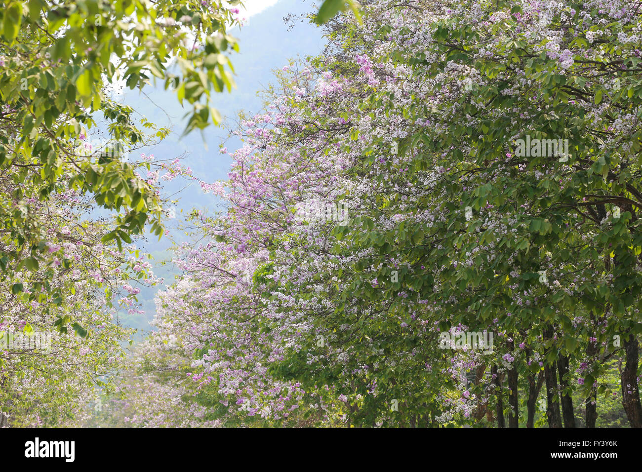 Lagerstroemia speciosa or tabak tree in Thailand,Perennial plant bloom one time per year. Stock Photo