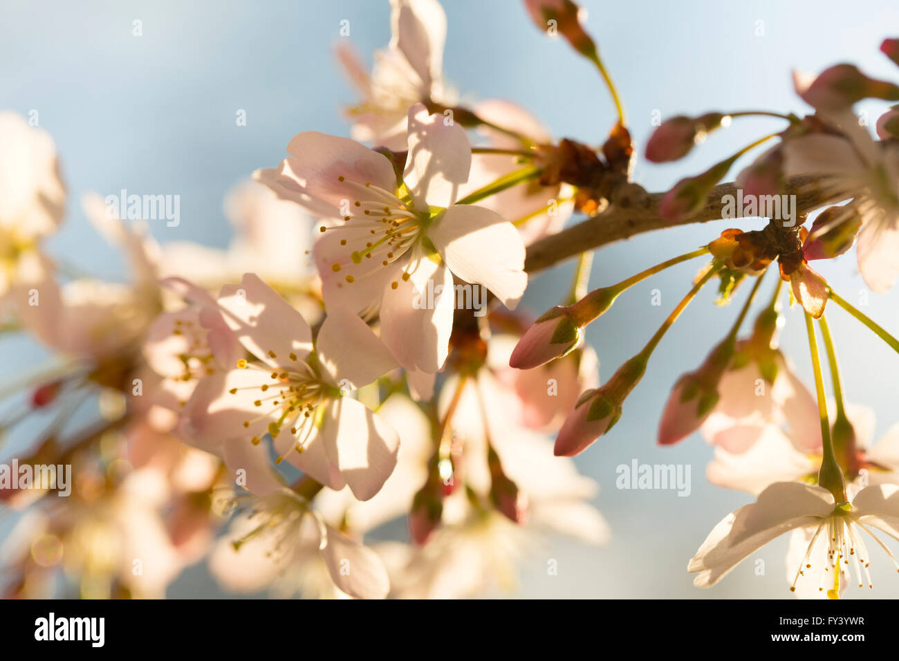 Delicate Spring Blossom. Spring blossom back lit by the setting sun shows up glowing in all it delicate nature. Stock Photo