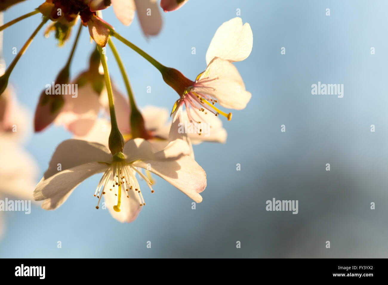 Delicate Spring Blossom. Spring blossom back lit by the setting sun shows up glowing in all it delicate nature. Stock Photo
