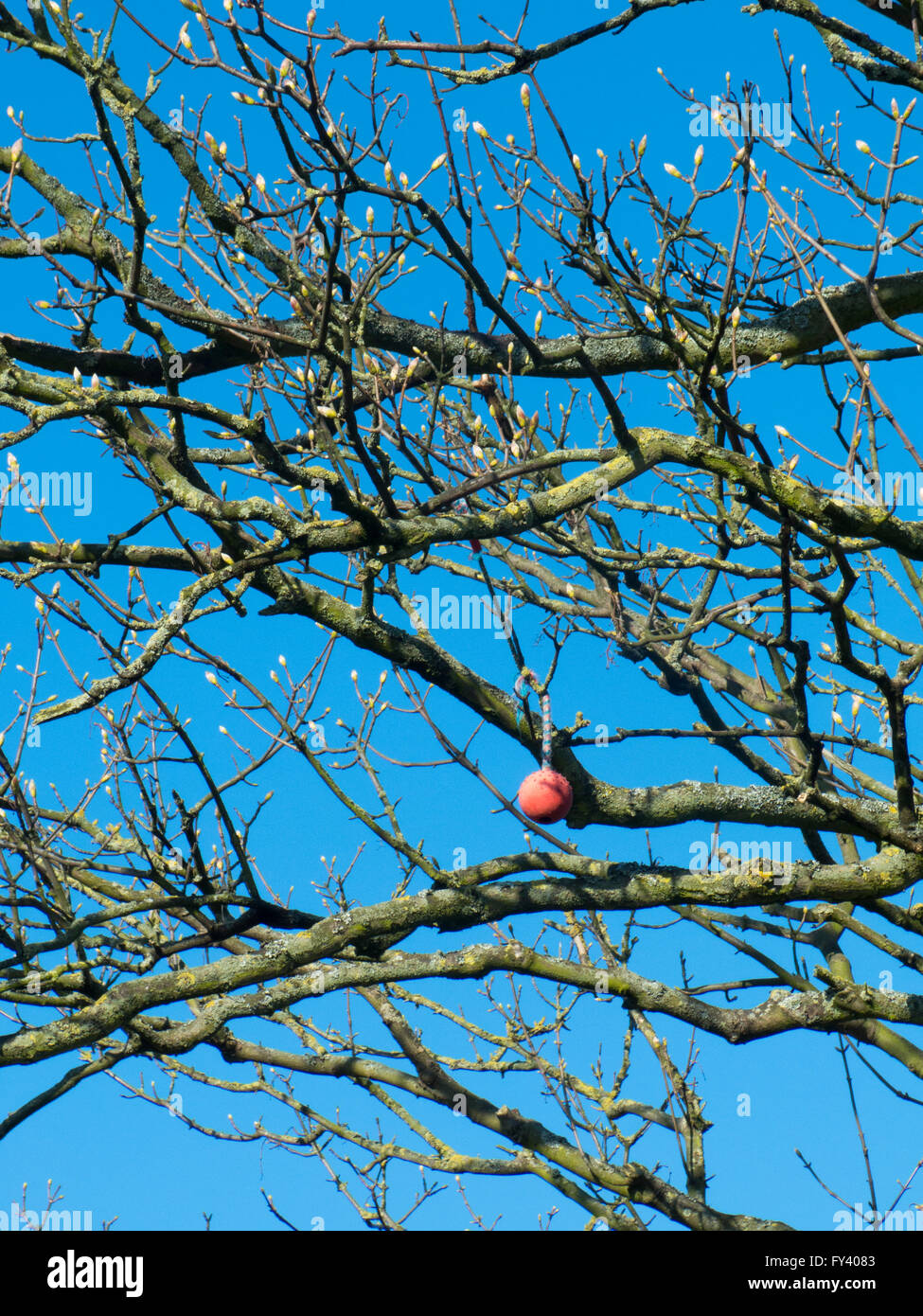 Dogs ball caught in a tree Stock Photo Alamy