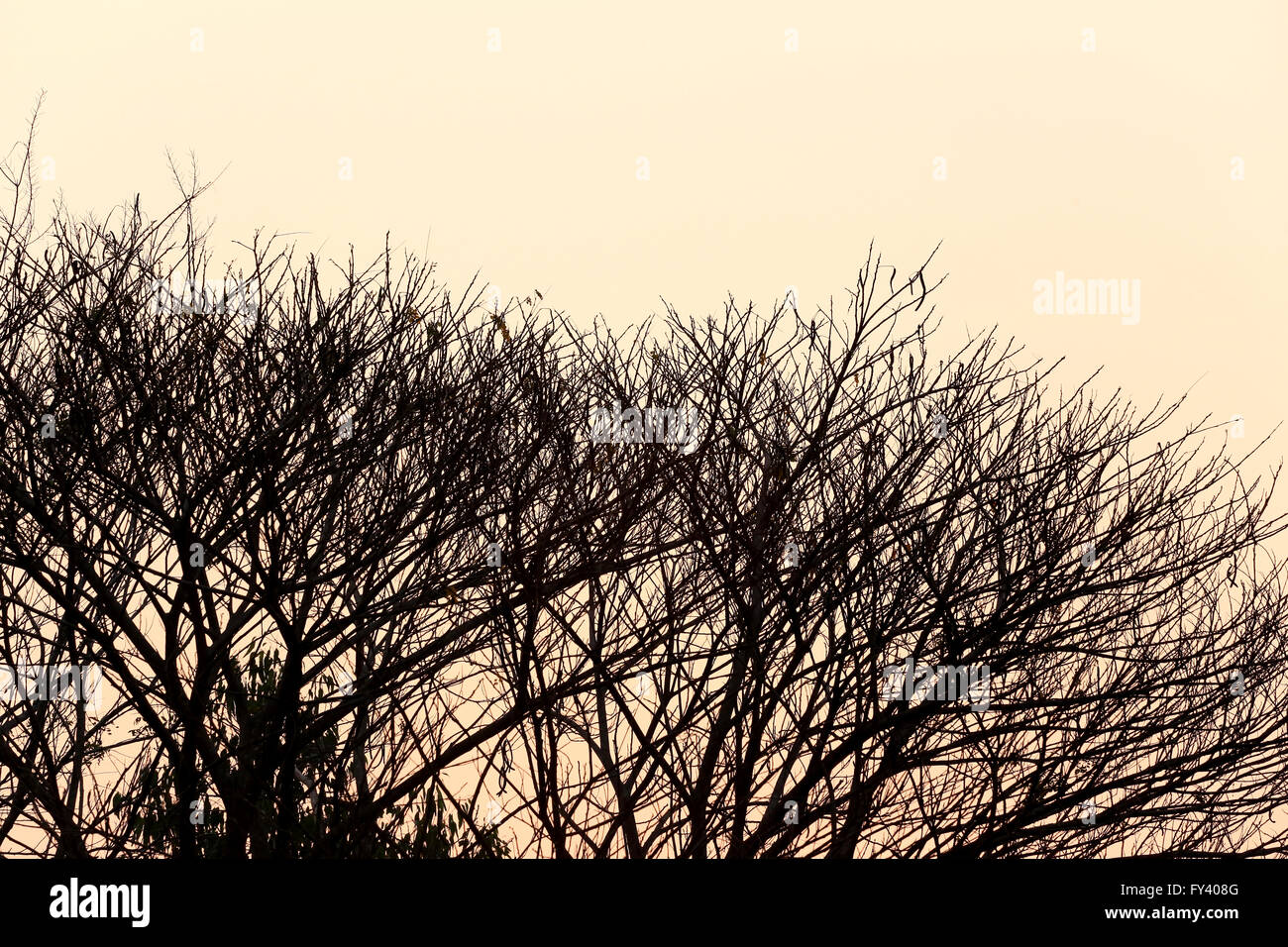 tree of silhouette style on sunset in the evening. Stock Photo