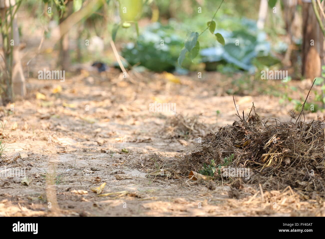 Soil ground of vegetable garden in the backyard. Stock Photo