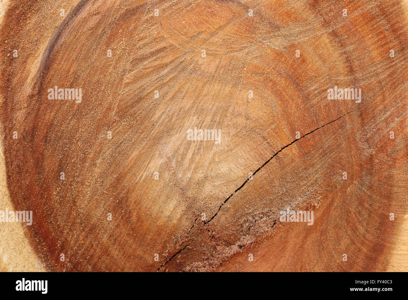 Wood surface of trunk for the design nature background. Stock Photo