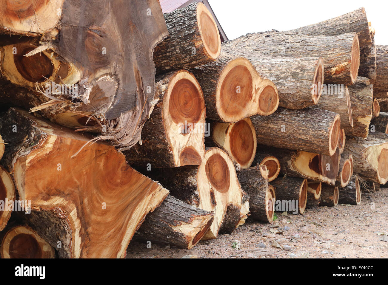 pile of Rain tree wood in cut into piece are undertaking forestry. Stock Photo