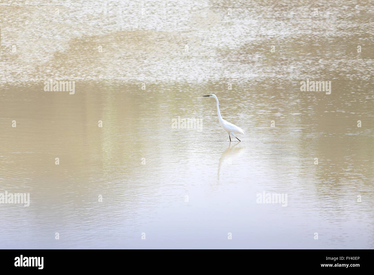 White Heron or Bittern are catch fish in the pond. Stock Photo