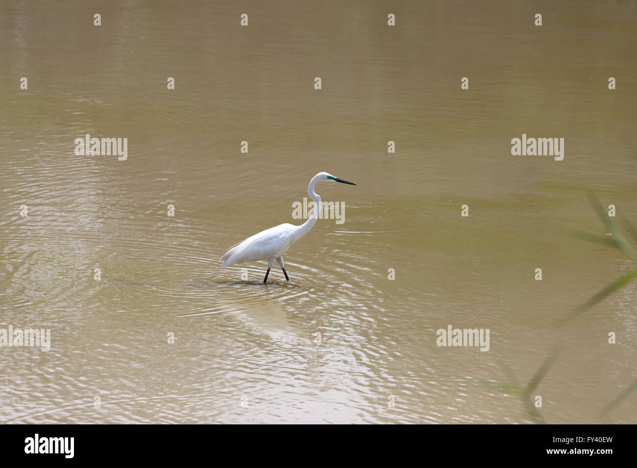 White Heron or Bittern are catch fish in the pond. Stock Photo