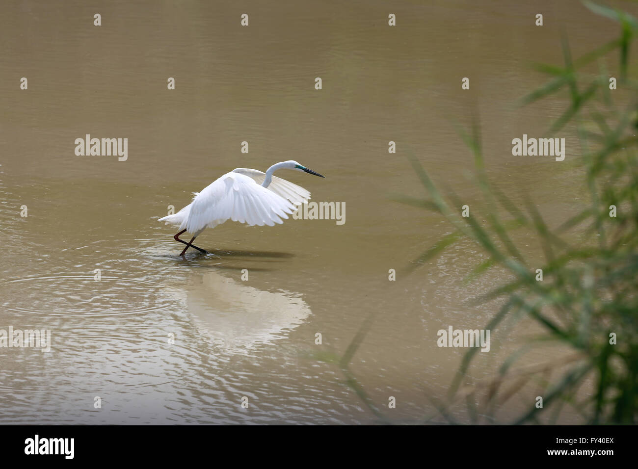 White Heron or Bittern are catch fish in the pond. Stock Photo