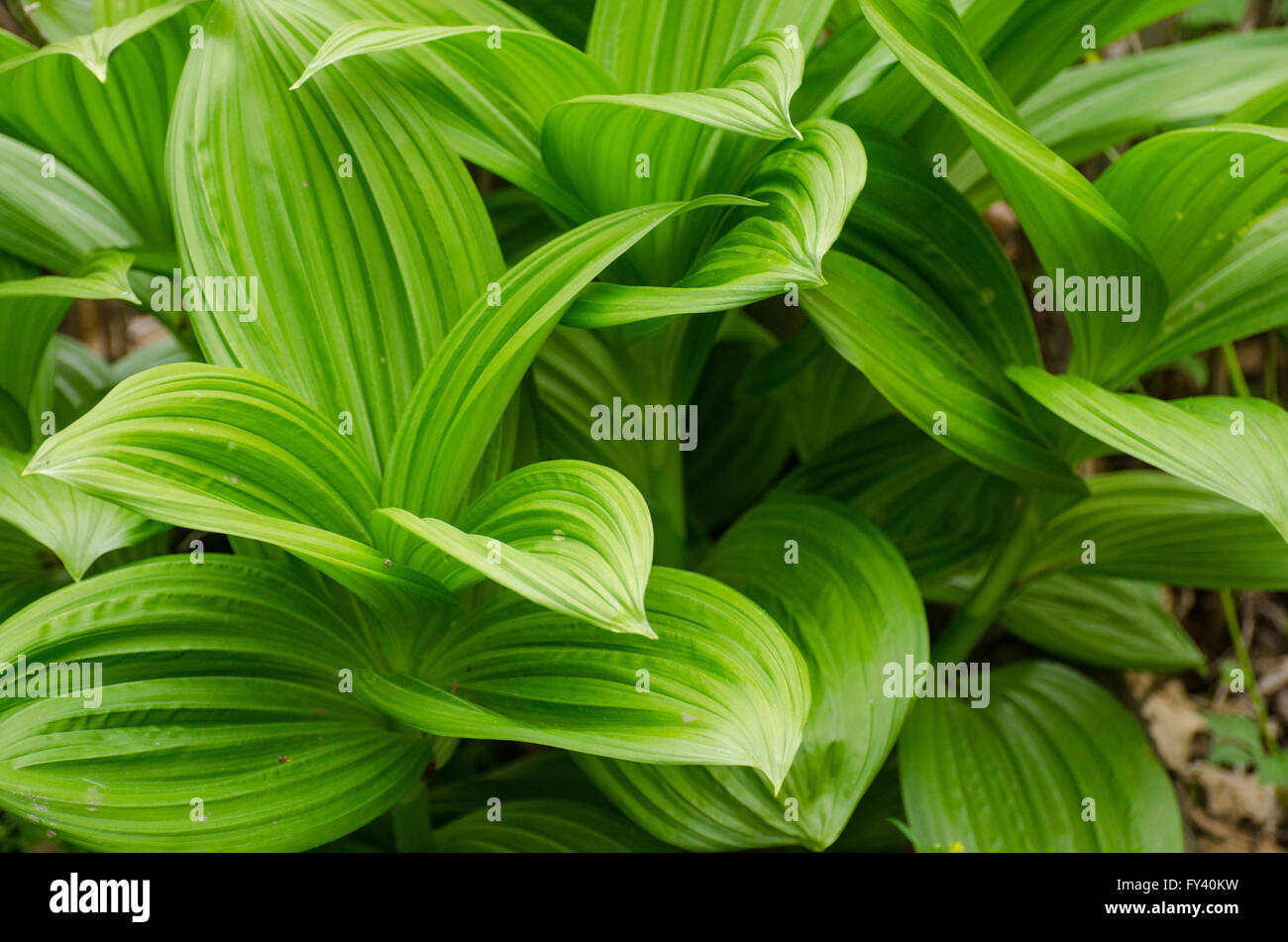 Corn Lilies in landscaping Stock Photo Alamy