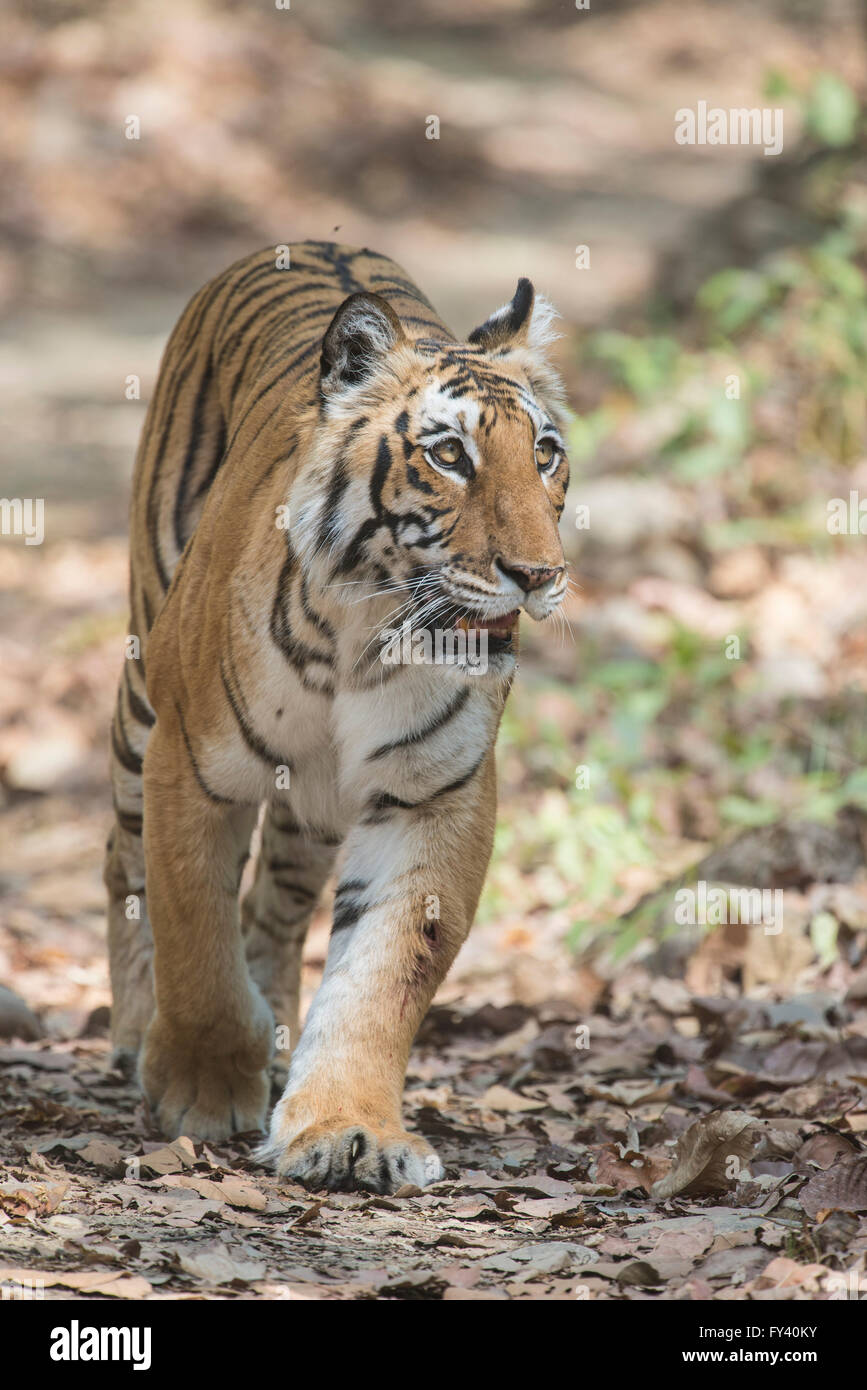 Sharmili, famous tigress in Jim Corbett National Park Stock Photo