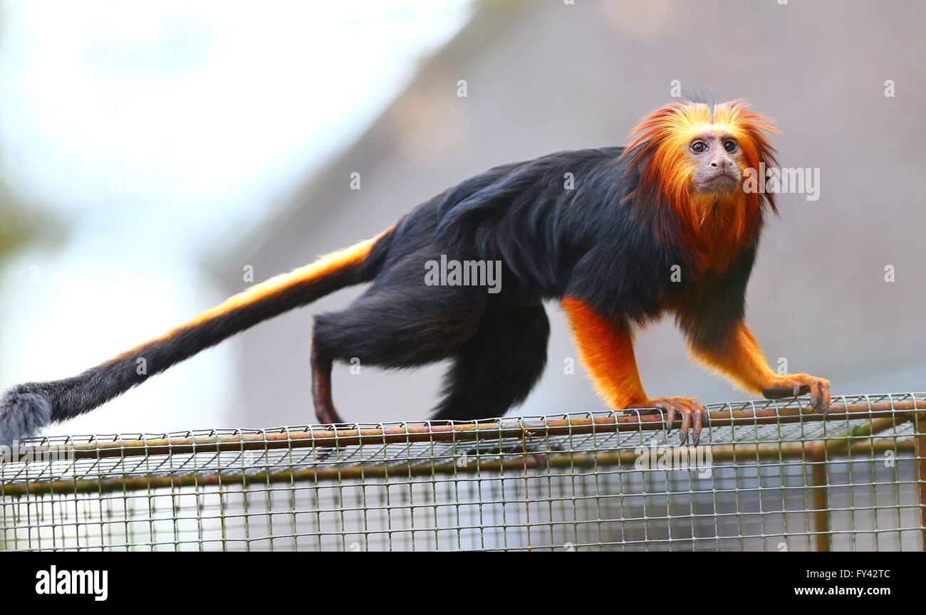 Brussels. 3rd Apr, 2016. Photo taken on April 3, 2016 show a golden-headed lion tamarin at the Planckendael Zoo in Mechelen, north Belgium. Golden-headed lion tamarins, native to Brazil, go outdoors recently as the temperature exceeded 15 degrees Celsius here. © Gong Bing/Xinhua/Alamy Live News Stock Photo