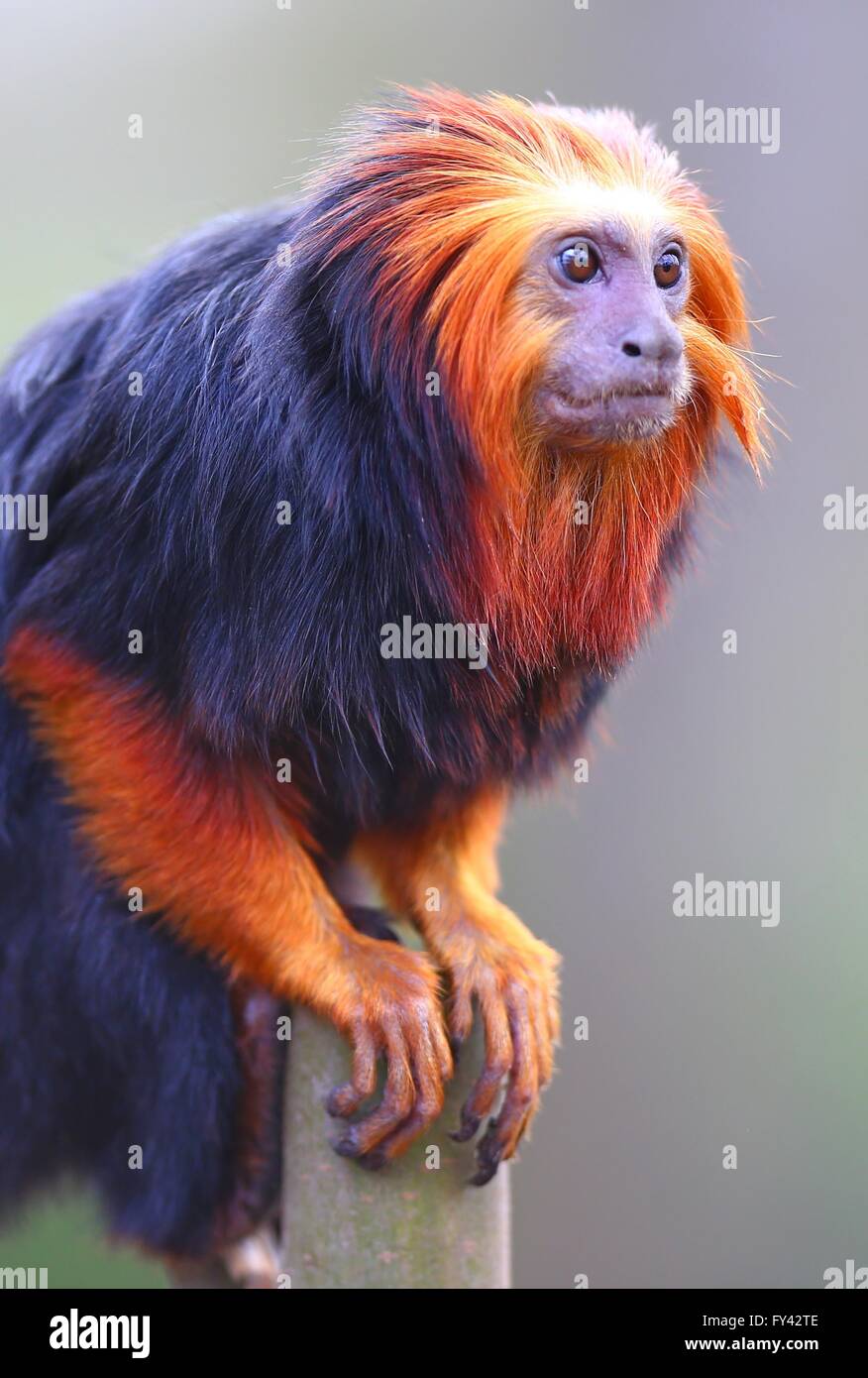 Brussels. 3rd Apr, 2016. Photo taken on April 3, 2016 show a golden-headed lion tamarin at the Planckendael Zoo in Mechelen, north Belgium. Golden-headed lion tamarins, native to Brazil, go outdoors recently as the temperature exceeded 15 degrees Celsius here. © Gong Bing/Xinhua/Alamy Live News Stock Photo