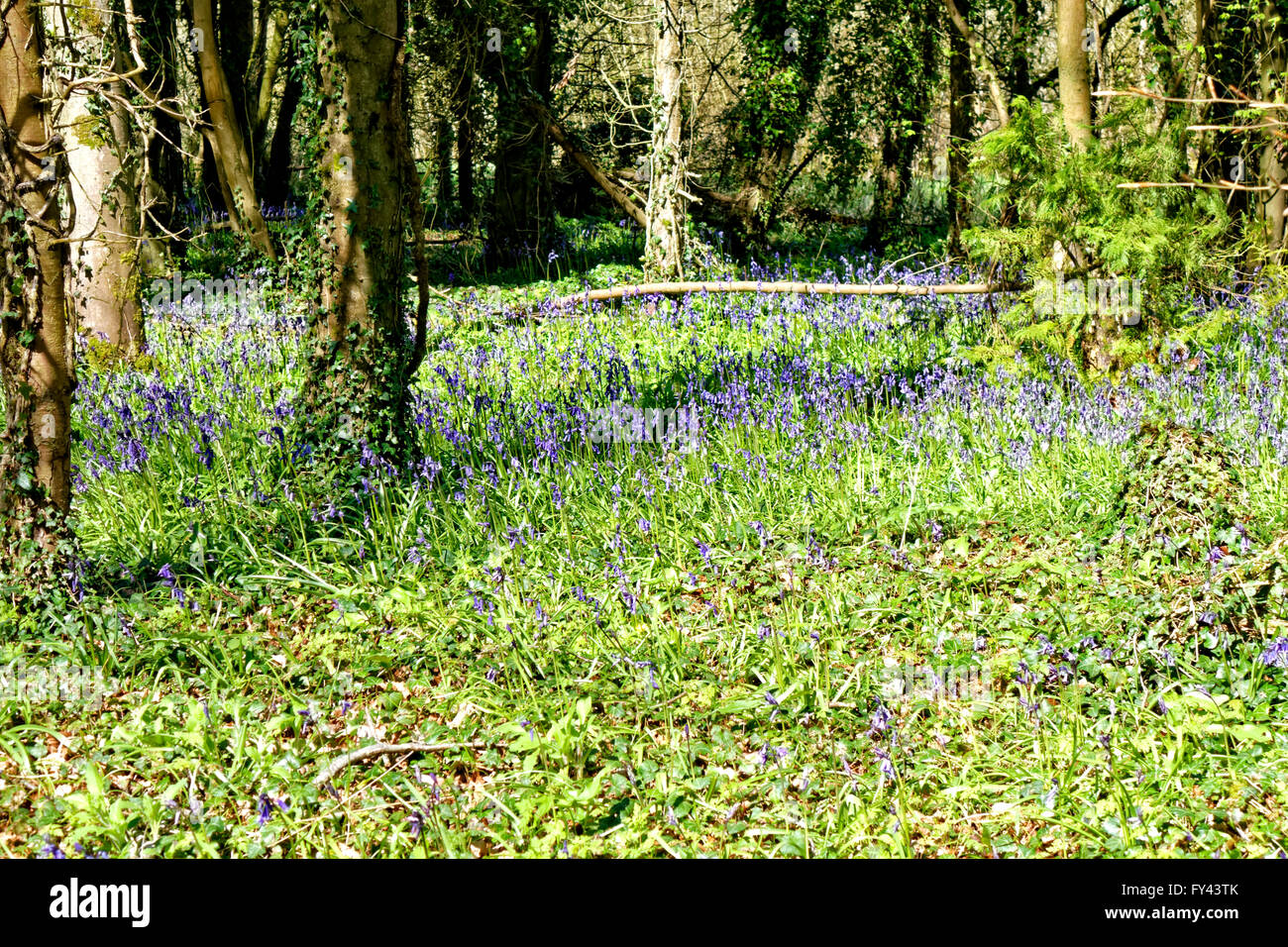 Tottenham Wood, Salisbury Plain, Wiltshire, UK. 20th April, 2016. Bluebells in flower. Credit:  Andrew Harker/Alamy Live News Stock Photo