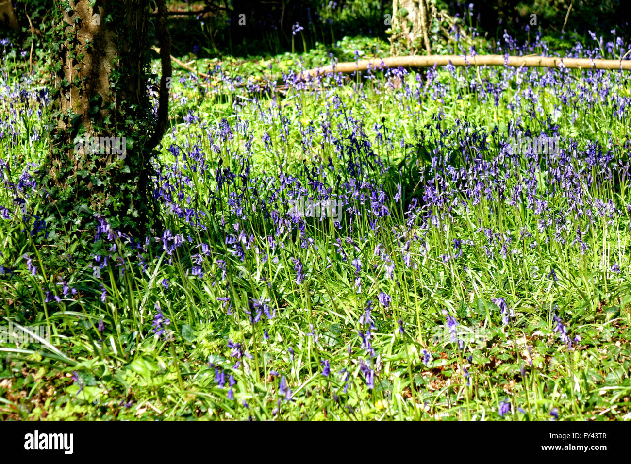 Tottenham Wood, Salisbury Plain, Wiltshire, UK. 20th April, 2016. Bluebells in flower. Credit:  Andrew Harker/Alamy Live News Stock Photo