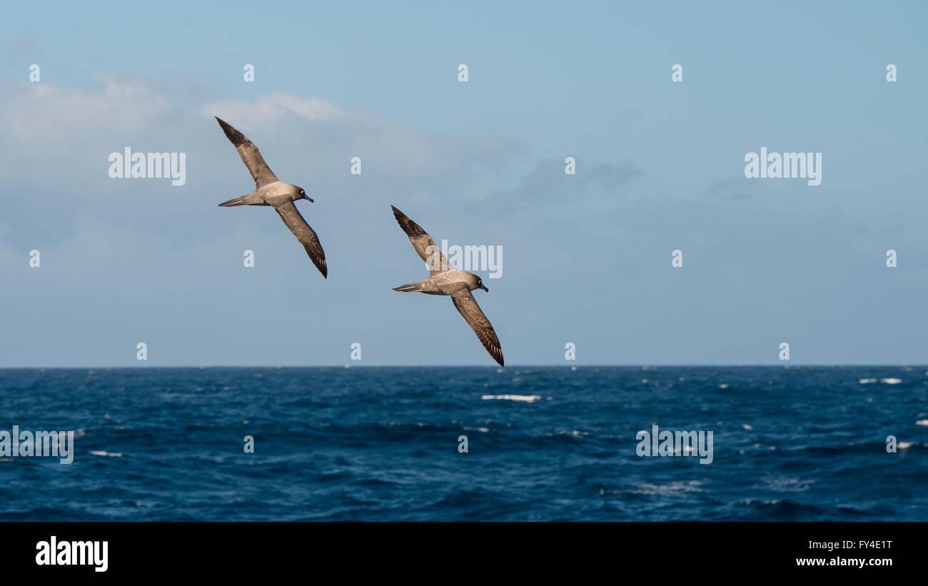Light-mantled sooty Albatross flying. Stock Photo
