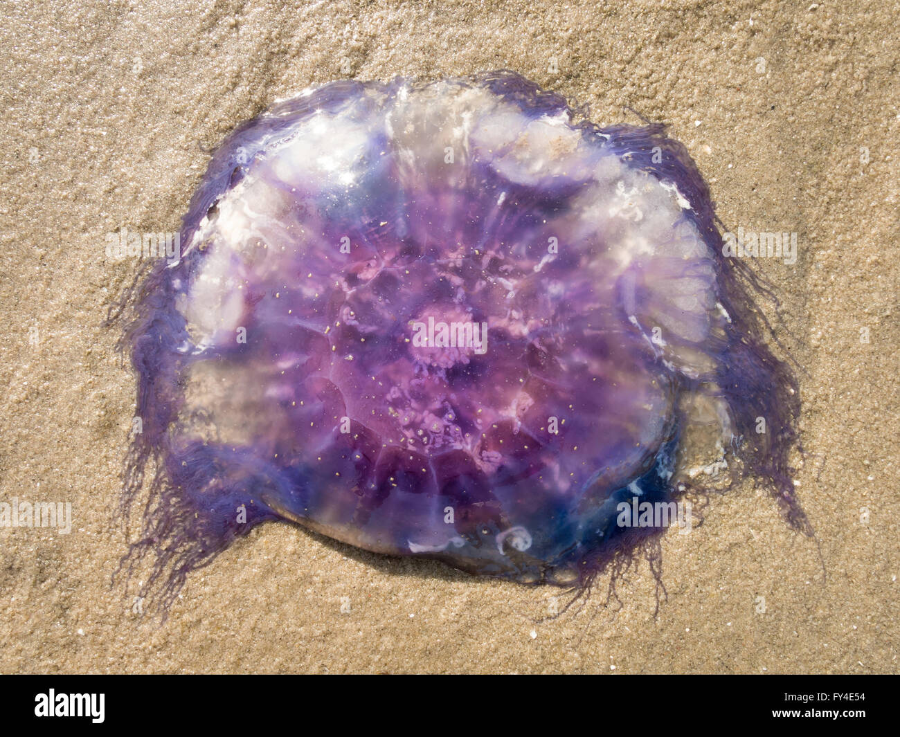 Blue jellyfish on sand of the wetlands of the Waddensea, Netherlands Stock Photo