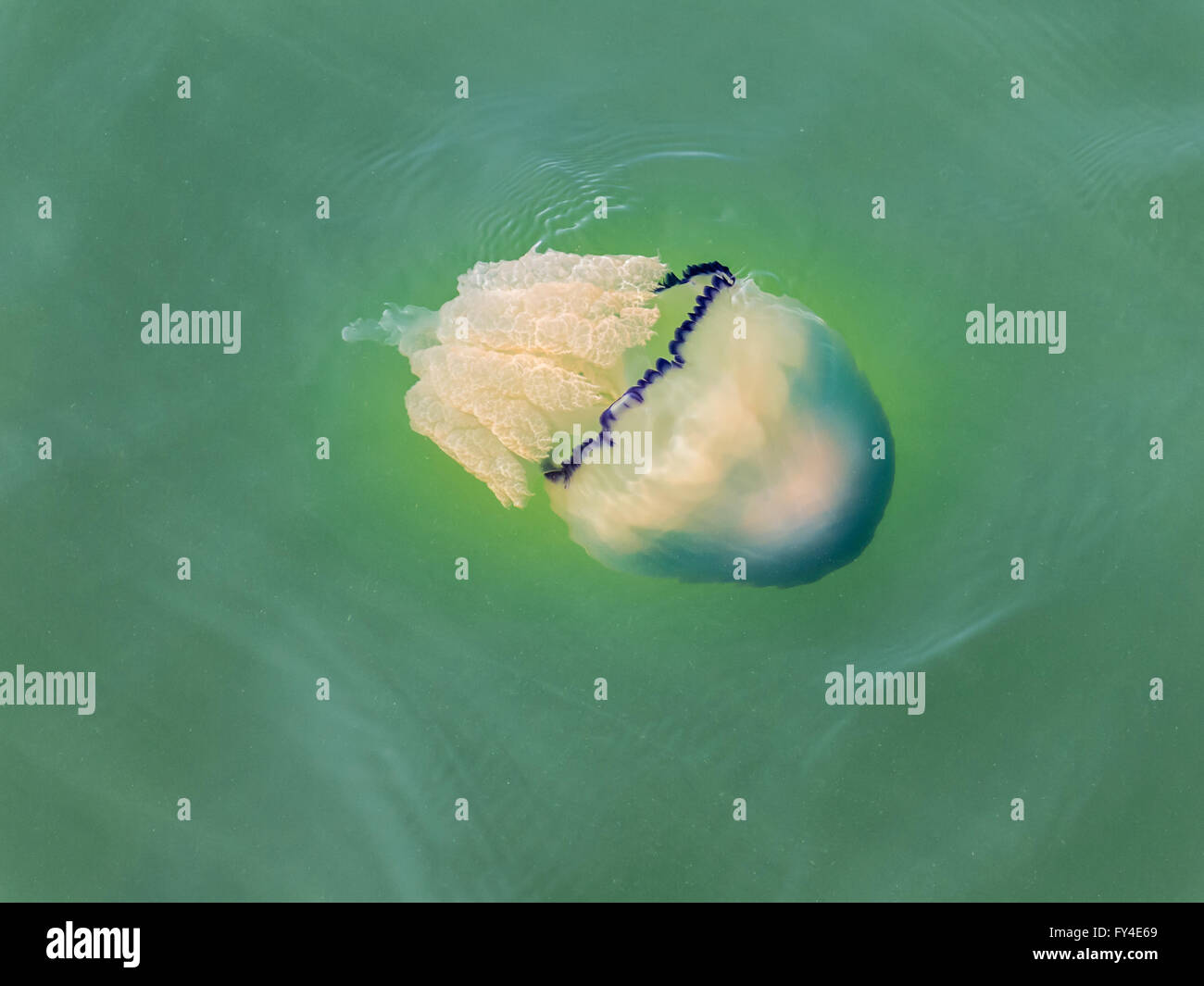 Rhizostome jellyfish (or barrel jellyfish, dustbin-lid jellyfish), swimming in North Sea, Netherlands Stock Photo