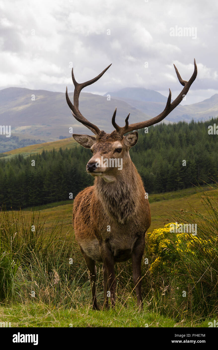 Red Deer buck near Loch Tulla, Argyll and Bute, Scotland Stock Photo