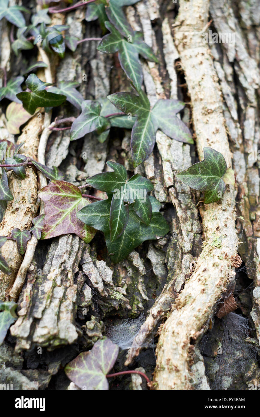 Ivy (Hedera helix) growing on the trunk of a tree. Stock Photo