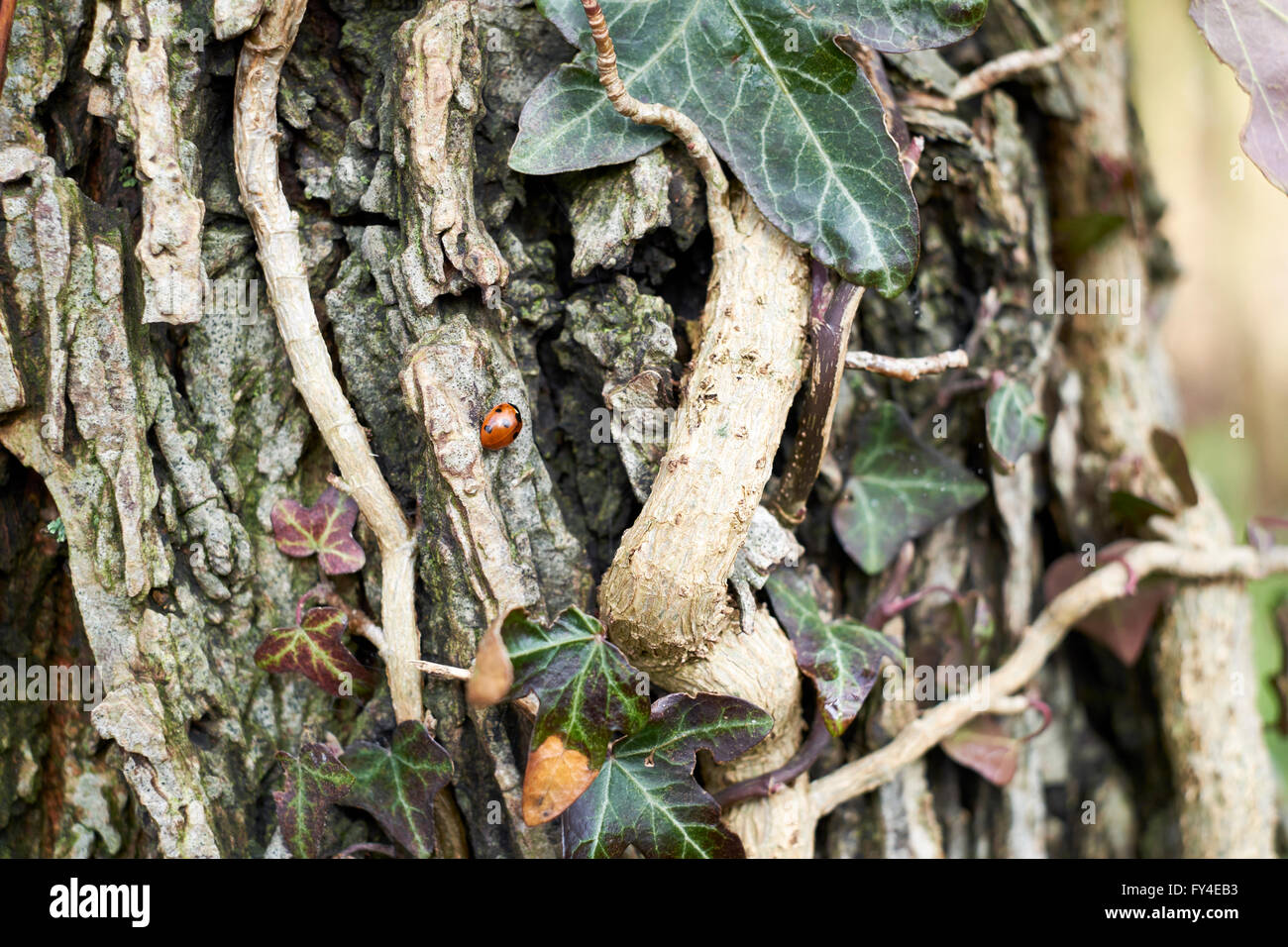 Ivy (Hedera helix) growing on the trunk of a tree, with a 7-Spot Ladybird (Coccinella 7-punctata) emerging from hibernation. Stock Photo