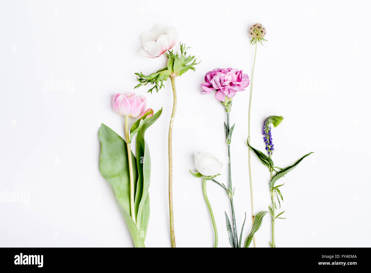 Pink tulip, white anemone, pink clove and white buttercup lying on white background from the top Stock Photo