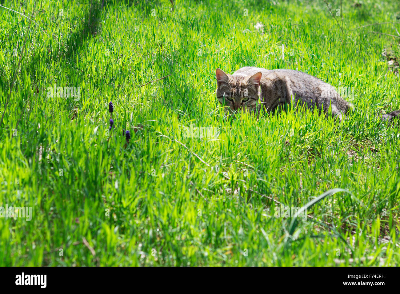 Hiding in weed hi-res stock photography and images - Alamy
