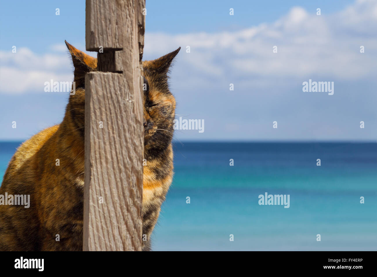 Funny cat on the background of the sea, hid behind a wooden pillar. Selective focus. Stock Photo