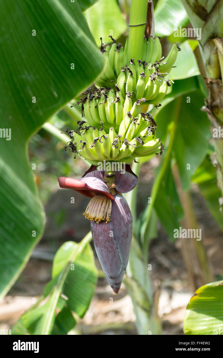Flowering banana plant, Hambantota, Sri Lanka Stock Photo Alamy