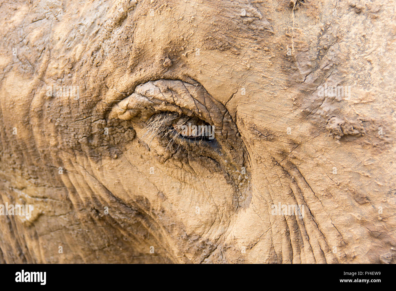 Close up of Indian elephant's head focussing on the eye Stock Photo