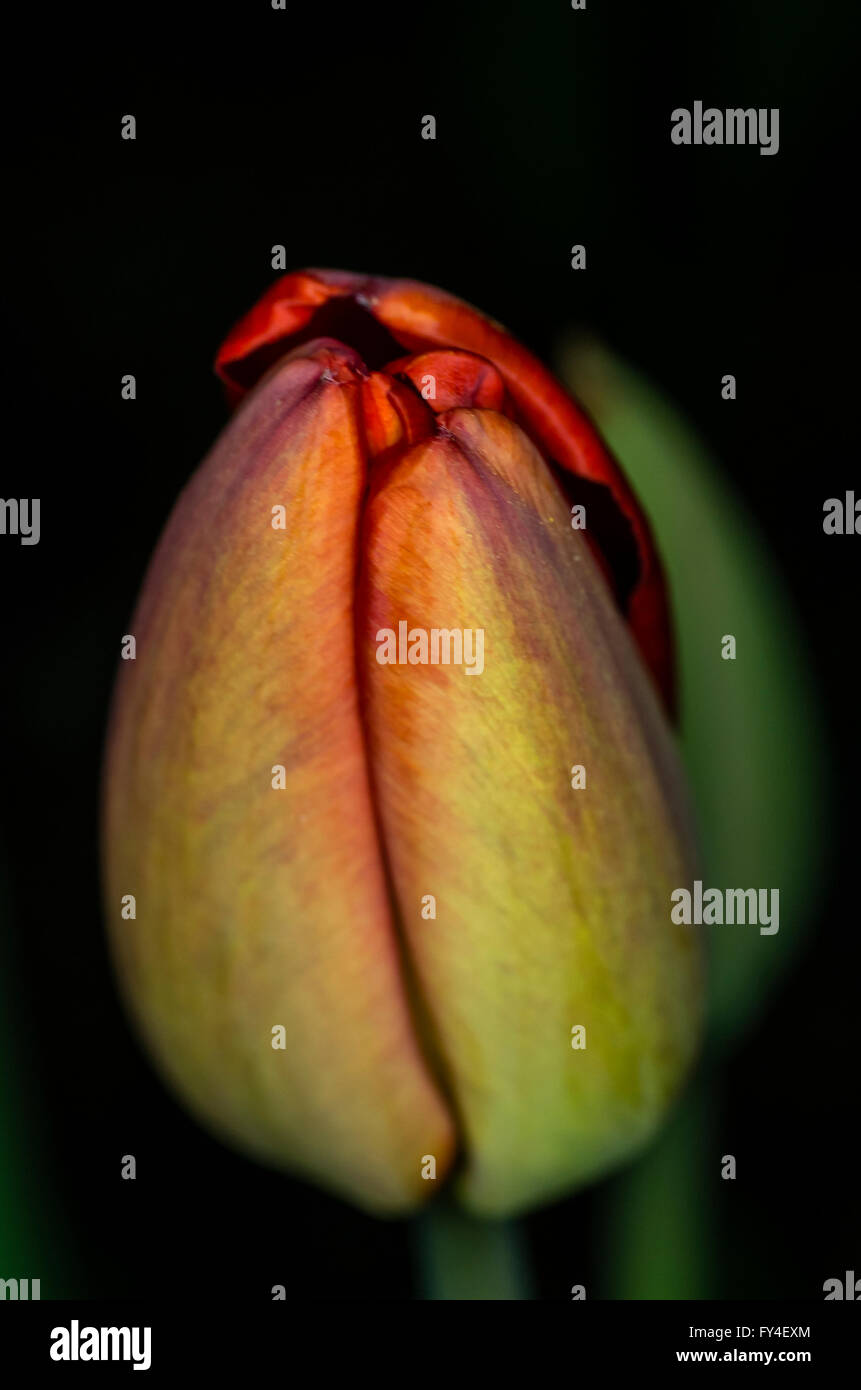 Close up detail tulip hi-res stock photography and images - Alamy