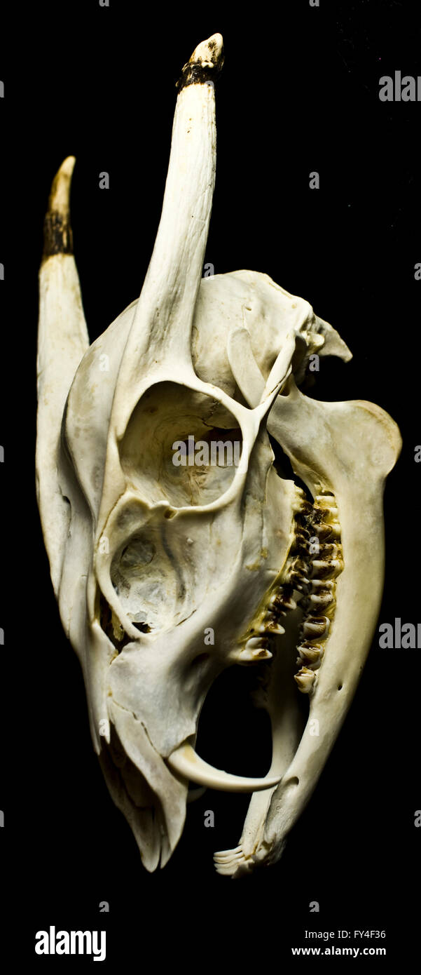 Muntjac skull 2024