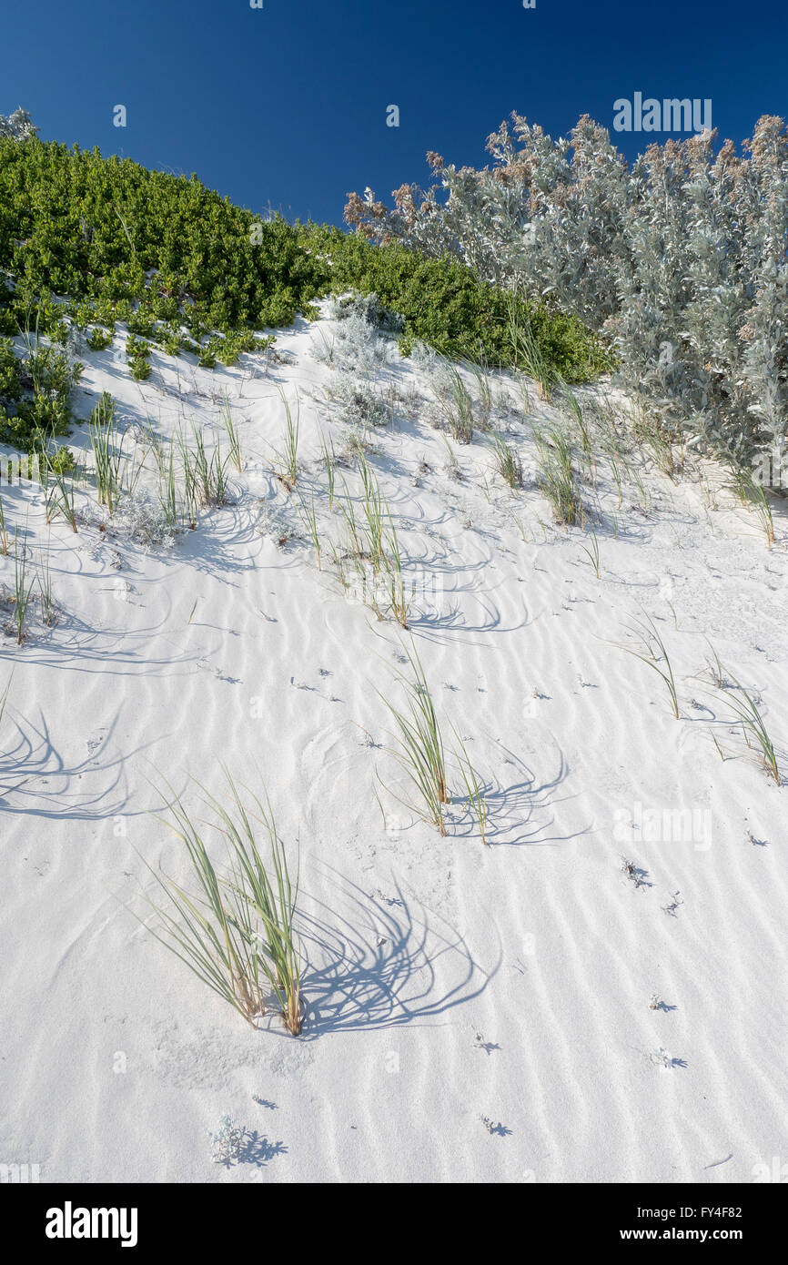 Perth Sand Sand Dune near Beach, Cervantes near Perth WA Stock Photo - Alamy