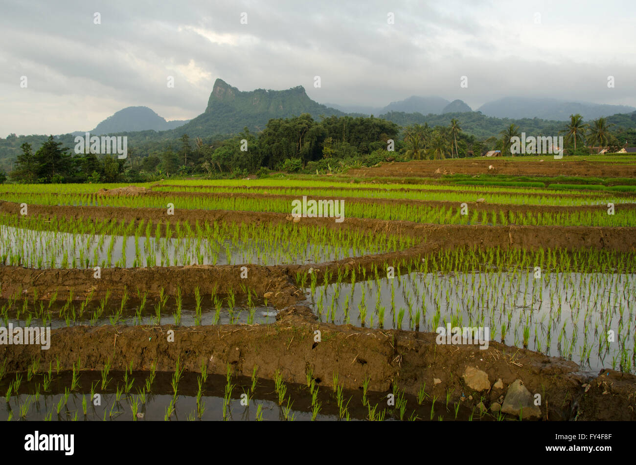 newly planted rice and at the back there are mountains Stock Photo
