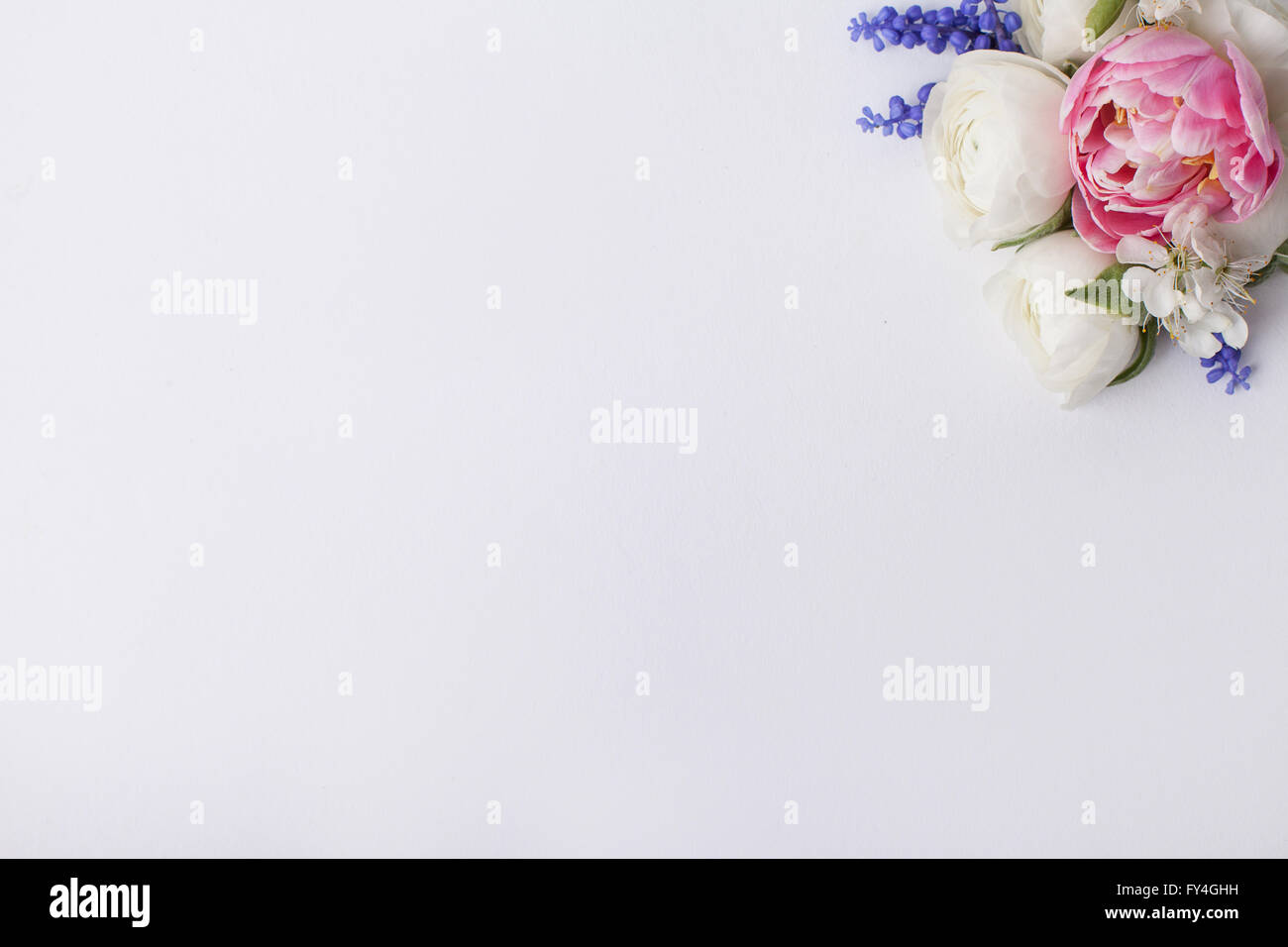 White buttercups and pink tulips with grape hyacinths and blossom plum on the top right side of the picture with white space Stock Photo