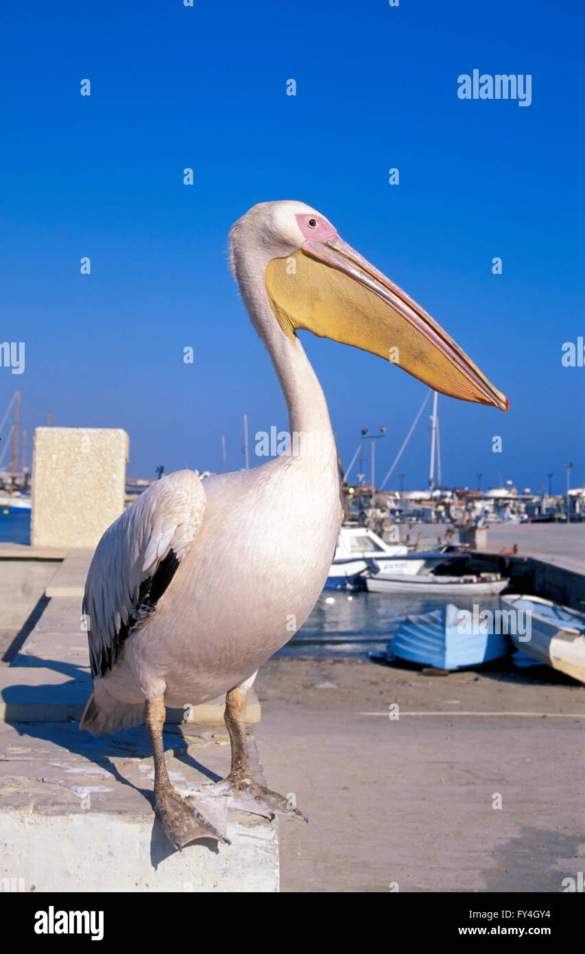 Pelikan in the harbour of Pafos, South CYPRUS, Europe Stock Photo - Alamy