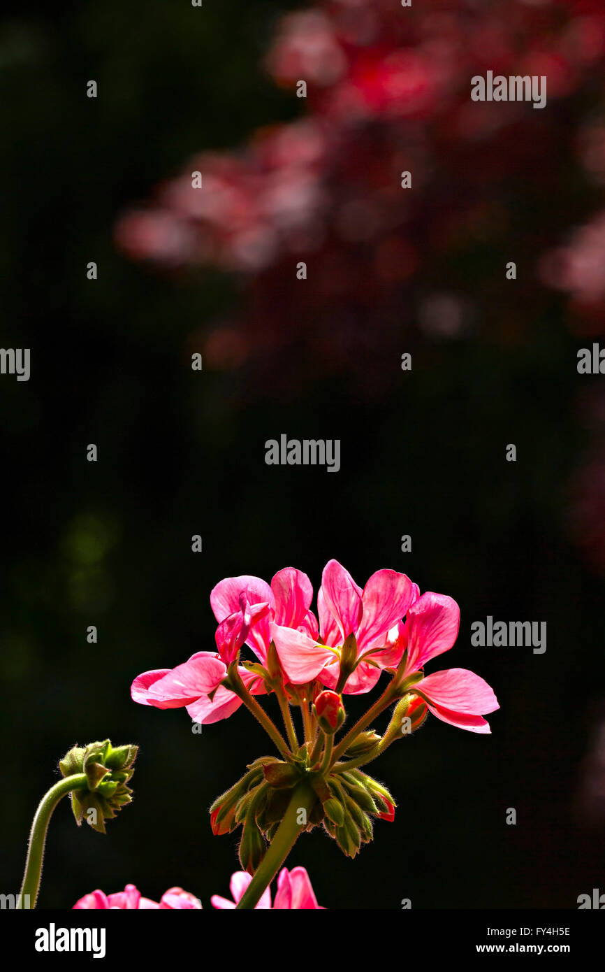 Geranium Flower ( Pelargonium spec ) Stock Photo