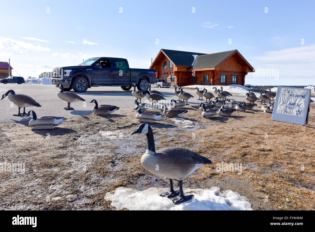 Hunting Geese Canada High Resolution Stock Photography and Images - Alamy