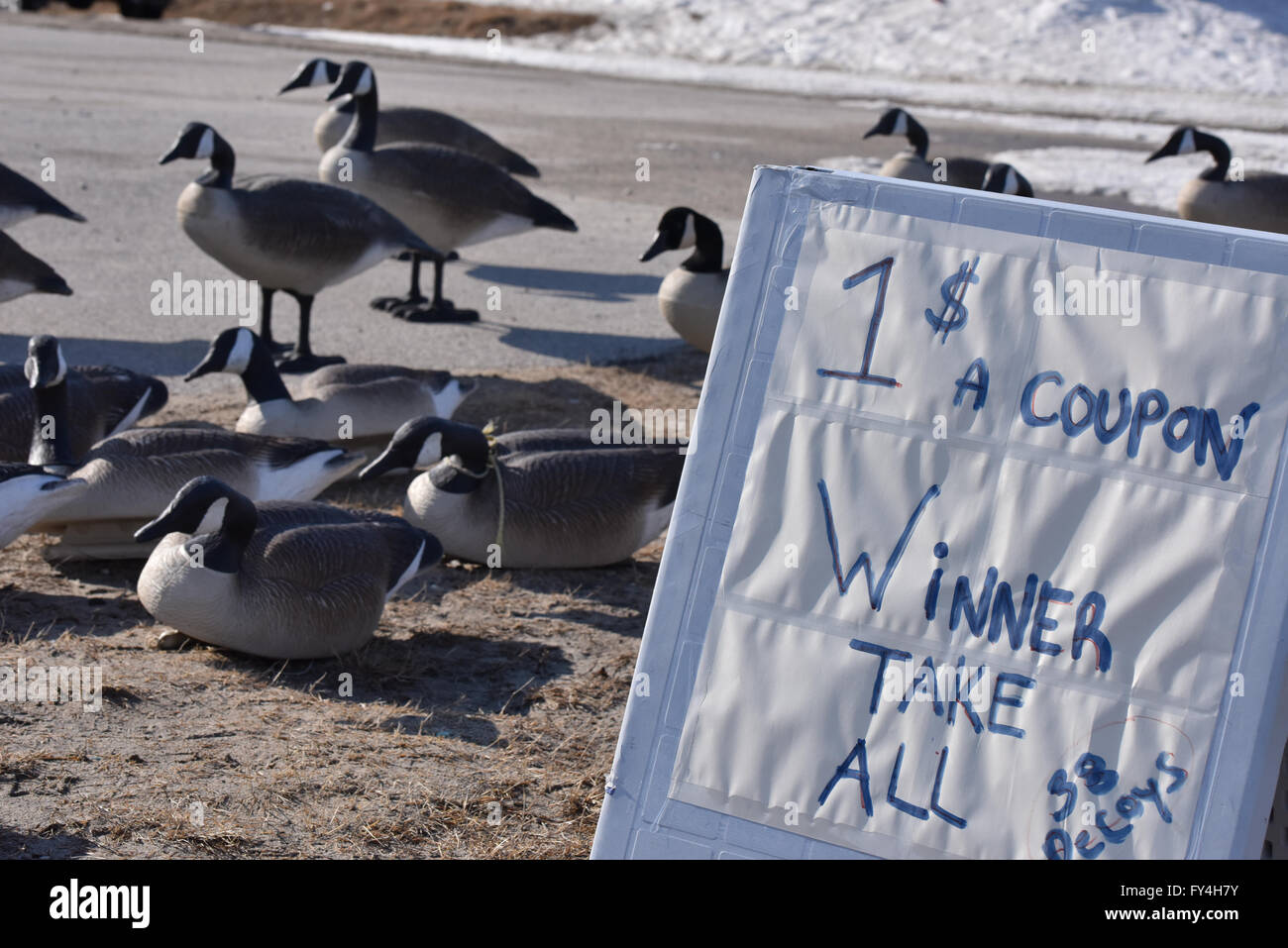 canada goose sale the bay canada goose sale the bay