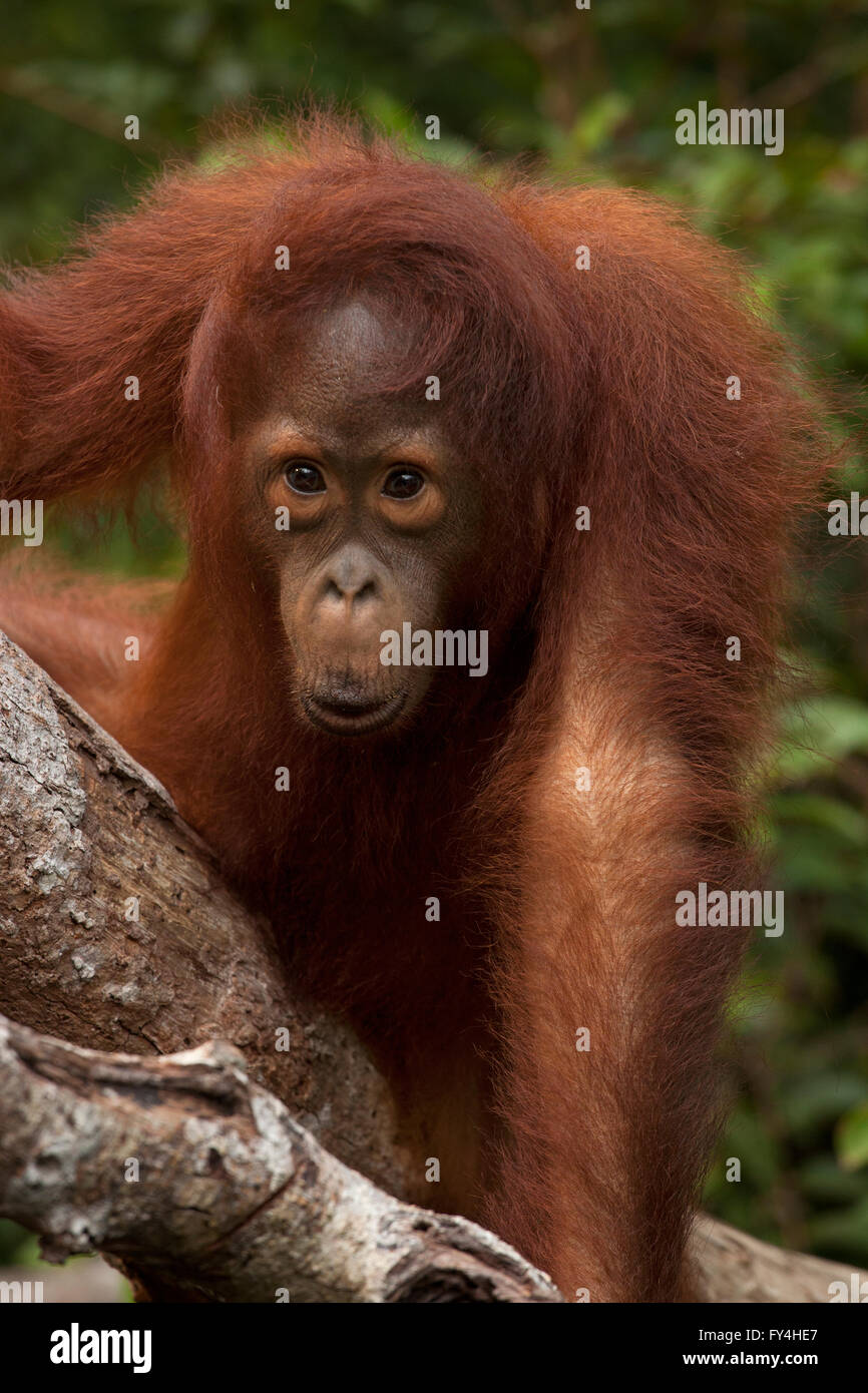 Orangutan, Tanjung Puting, Kalimantan, Borneo, Indonesia Stock Photo