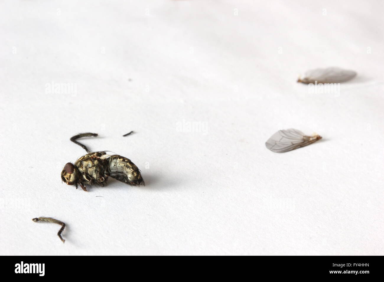 Macro of dead fly (housefly - Musca domestica) with scattered body parts. Stock Photo