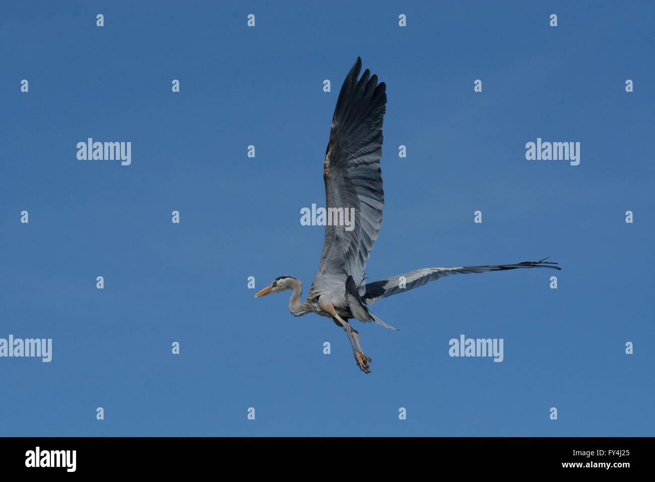 Great Blue Heron flying in blue sky Stock Photo