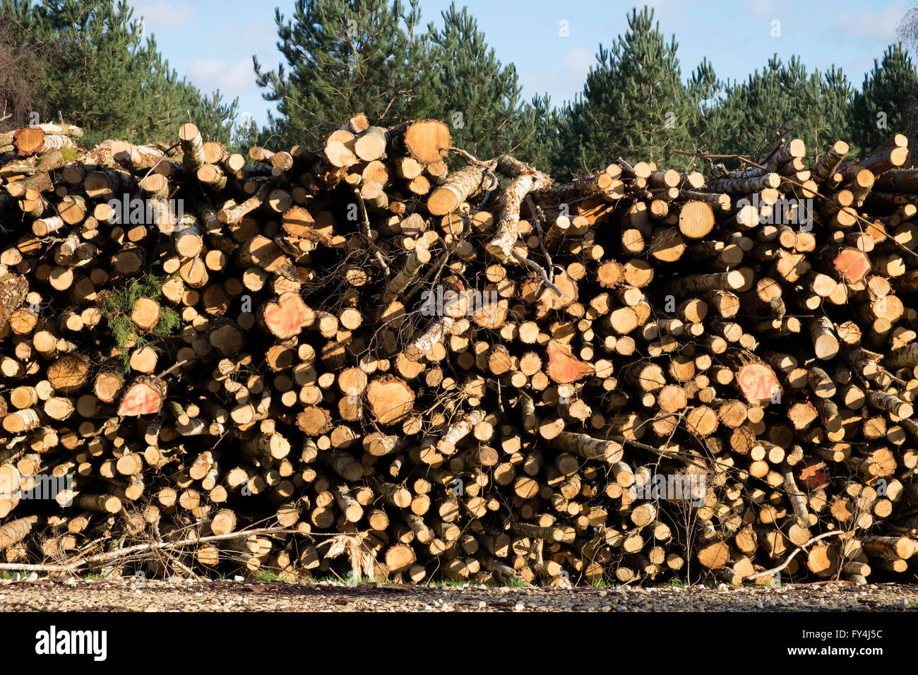Freshly cut wood logs Rendlesham Forest Suffolk UK Stock Photo