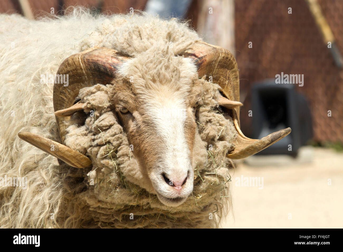 Navajo Churro Sheep Stock Photo - Alamy
