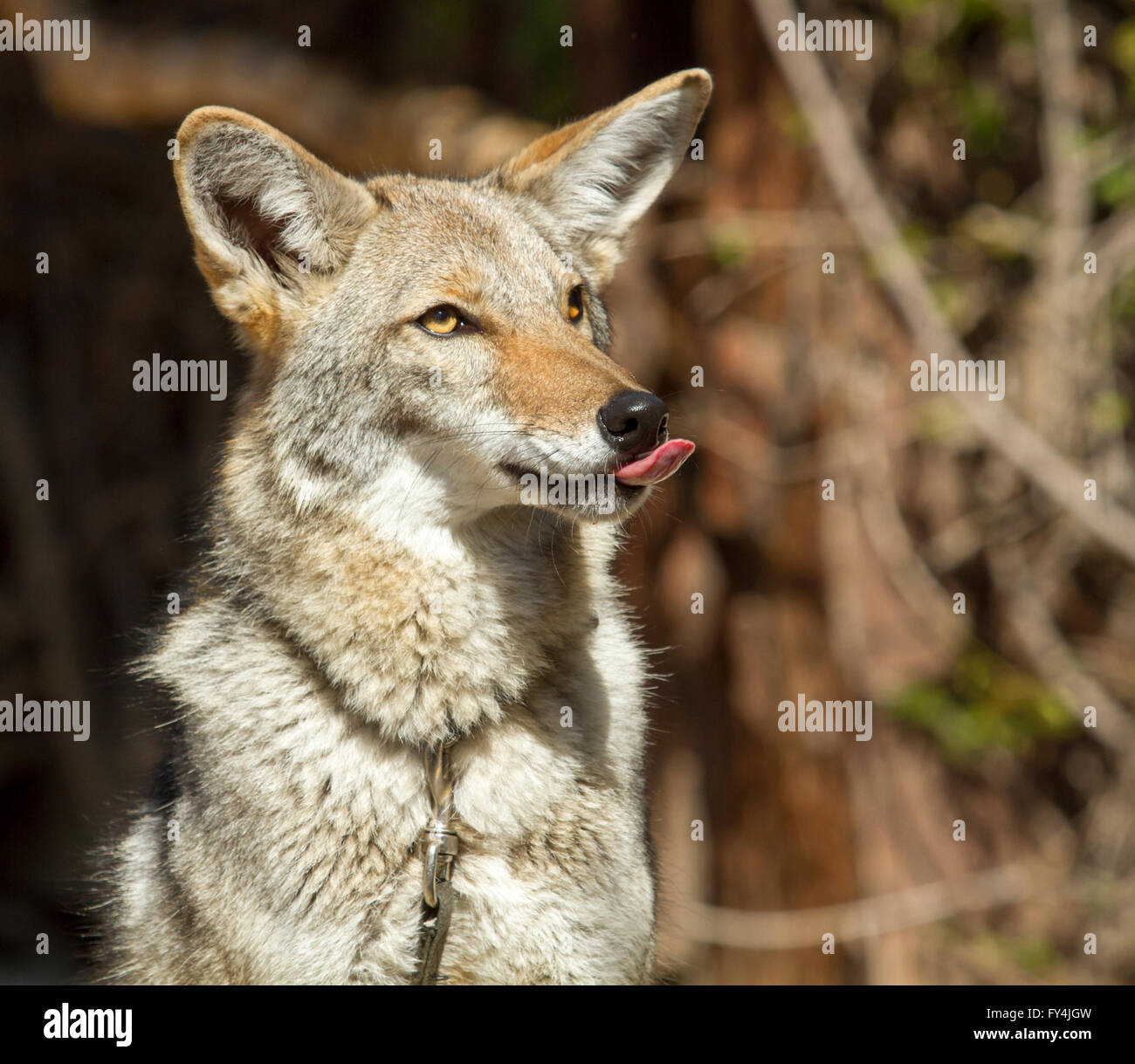 Coyote eating hires stock photography and images Alamy