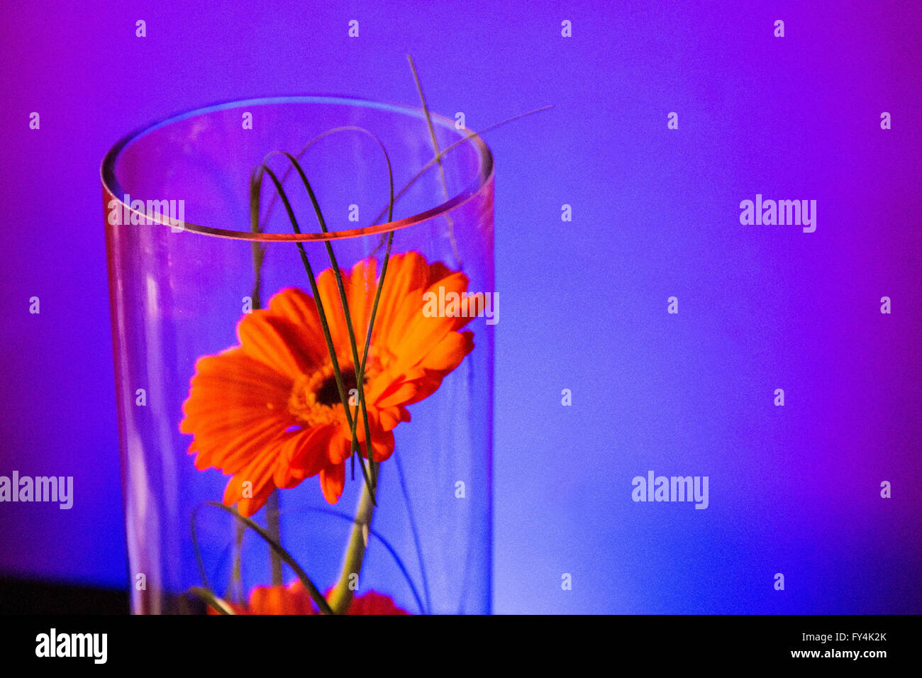 Plant decorated centerpiece hi-res stock photography and images - Alamy