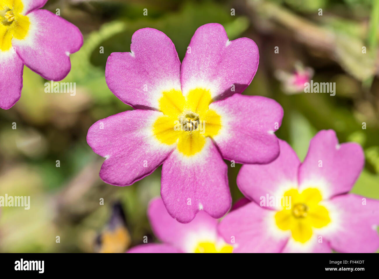 Wild primrose flowers on a sunny Spring day Stock Photo