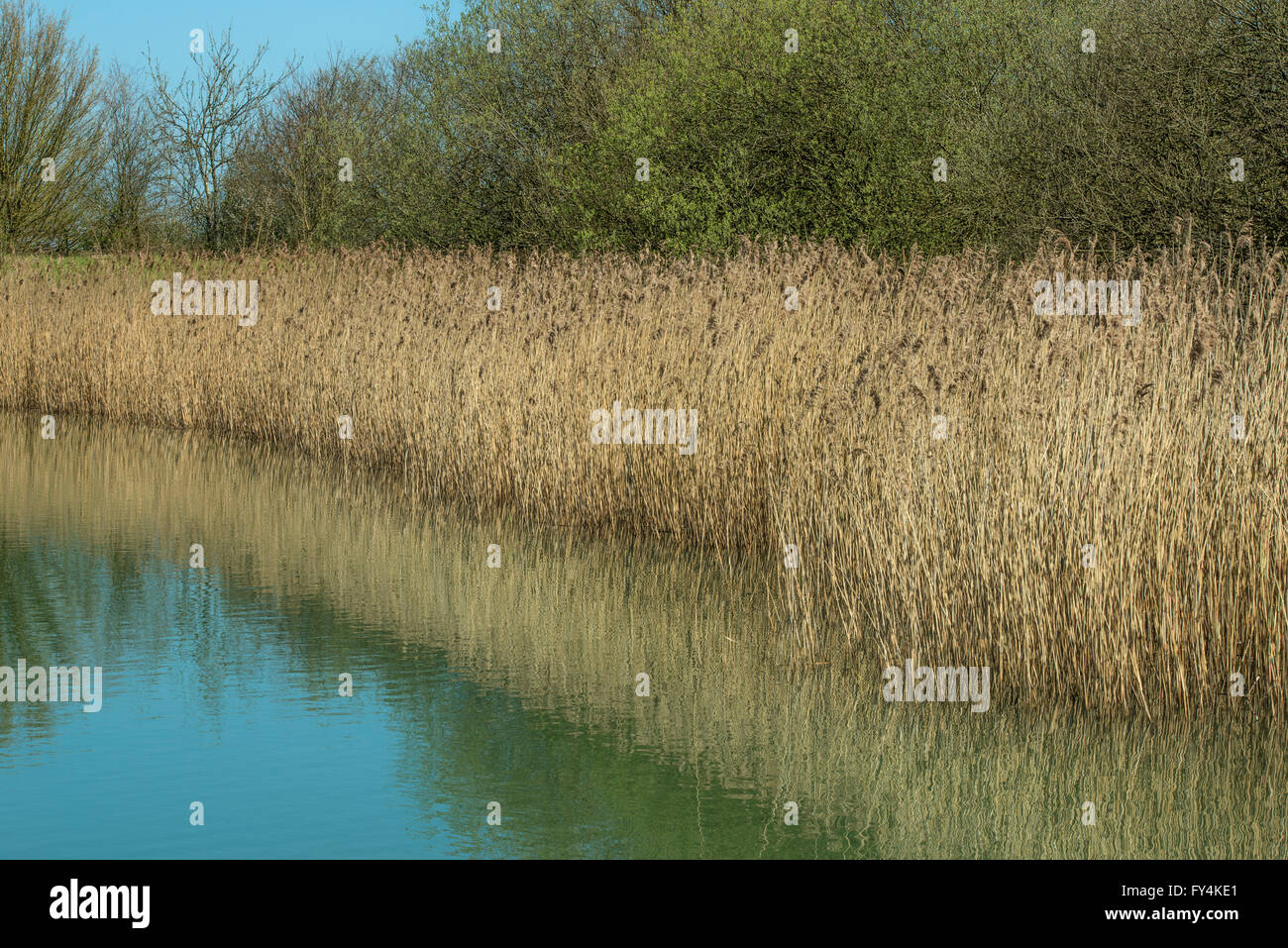 Bulrushes on the edge of a lake in Spring Stock Photo