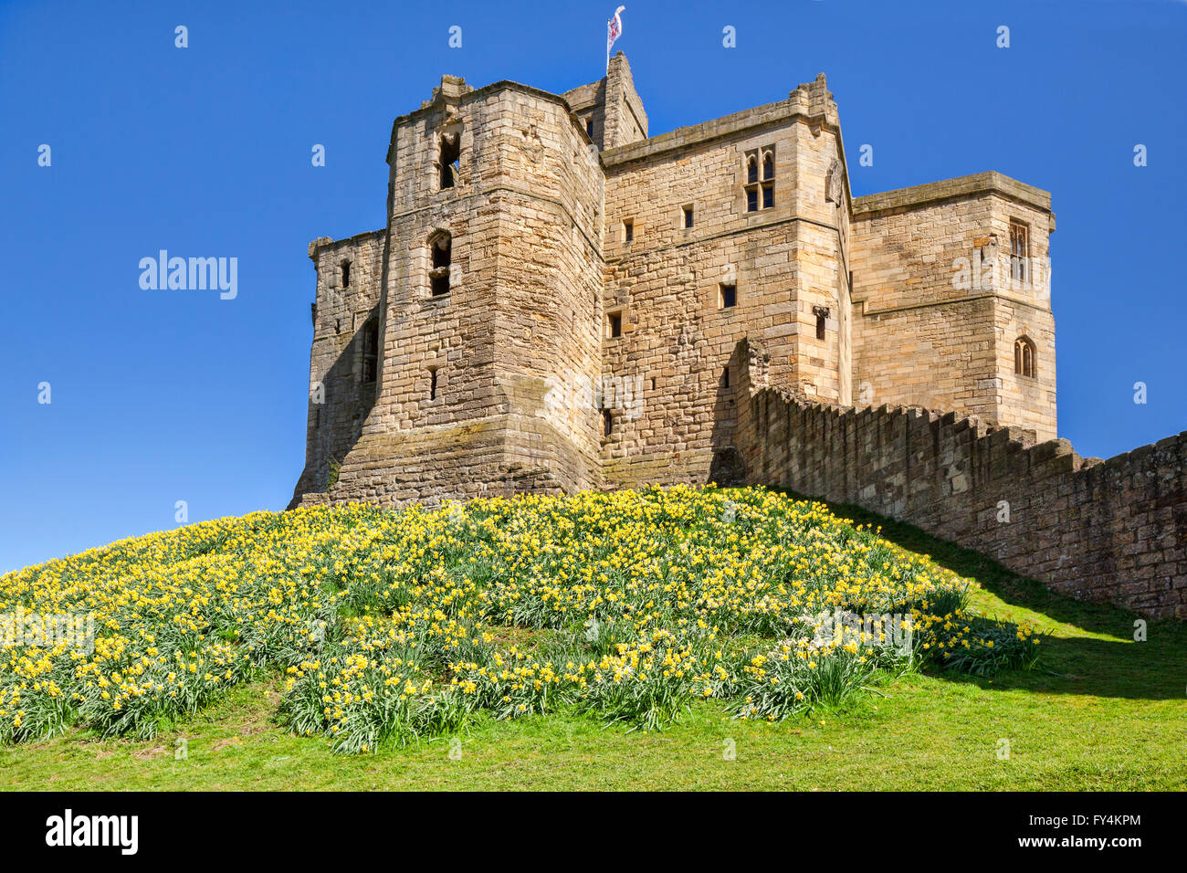Spring and daffodils at Warkworth Castle, Warkworth, Northumberland, England, UK Stock Photo Alamy
